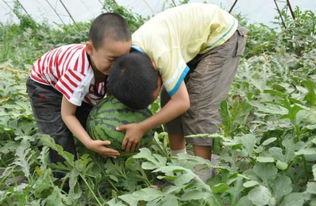 凉山吃瓜网红事件,揭秘网络舆论背后的真相与反思 第2张 凉山吃瓜网红事件,揭秘网络舆论背后的真相与反思 第2张